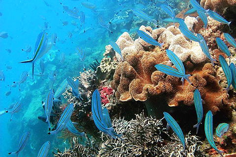 Ocean Free And Ocean Freedom - Cairns Premier Reef And Island Tours - Mackay Tourism 2