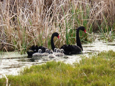 Mundoo Island Station - Mackay Tourism 17