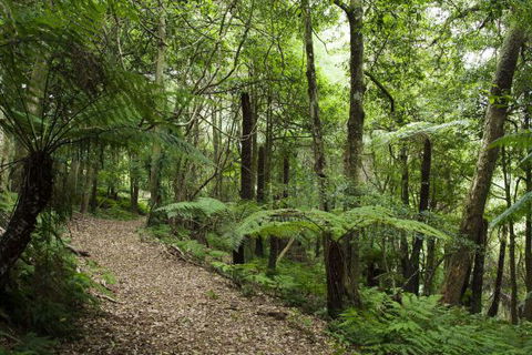 The Jungle Lodge, Blue Mountains Botanic Gardens - Mackay Tourism 7