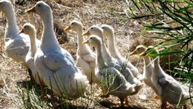 Duck Duck Goose Bed And Breakfast - Mackay Tourism 0