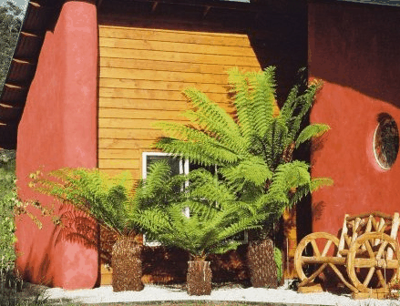 Whispering Spirit Cottage  Miniature Pony Stud - Mackay Tourism