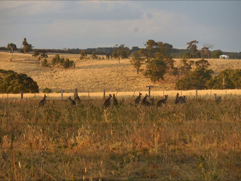 Bunjil Farm - Mackay Tourism 8