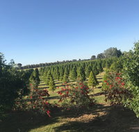 Rutherglen Christmas Trees Farm Stay - Mackay Tourism