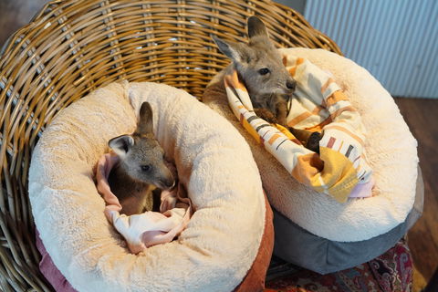 Tiandi Wildlife Sanctuary Farm Stay - Jambalaya Cottage - Mackay Tourism 9