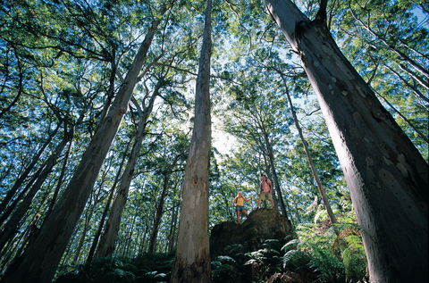 Boranup Camp At Leeuwin-Naturaliste National Park - Mackay Tourism 1