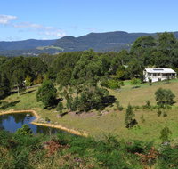 Golden Wattle - Kiaroo - Mackay Tourism