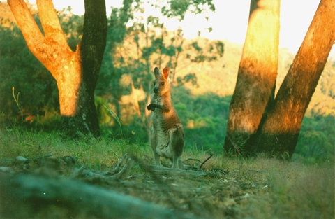 Kingbilli - Mackay Tourism 7