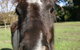 Kingbilli - thumb 8