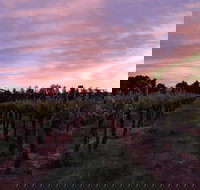 Milawa Vineyard Views