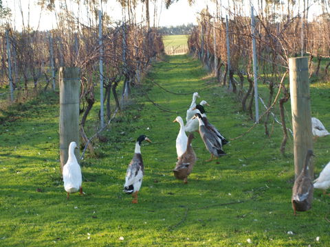 Pierrepoint Wines Bed & Breakfast - Mackay Tourism 2