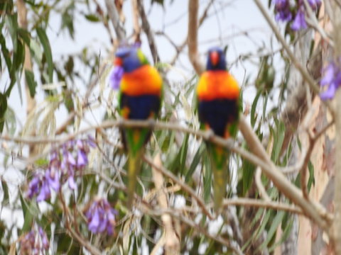 Twilight Grove Farm Bed And Breakfast - Mackay Tourism 0