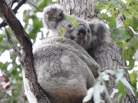 Twilight Grove Farm Bed And Breakfast - Mackay Tourism 1