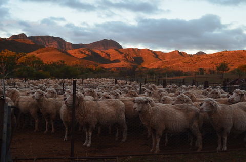 Merna Mora Station - Mackay Tourism 1