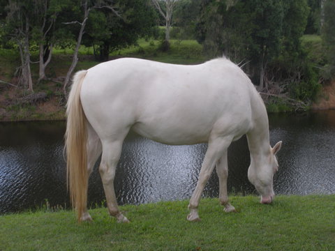 Imbil Bridge Farm And Homestead - Mackay Tourism 1