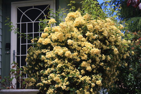 Katoomba Green Gables - Mackay Tourism 2