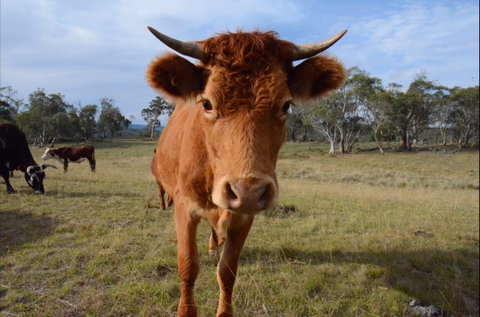 Old Minton Farmstay - Mackay Tourism 2