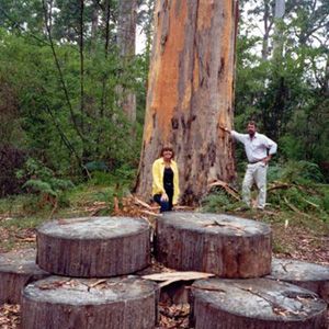 Northcliffe Bibbulmun Break Motel - Mackay Tourism 4