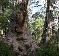Valley of the Giants Cottage - Mackay Tourism