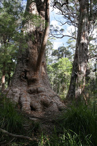 Valley Of The Giants Cottage - Mackay Tourism 0