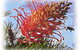 Mimosa Hill Wildflower Farm Cottages - thumb 1