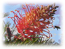 Mimosa Hill Wildflower Farm Cottages - Mackay Tourism 1