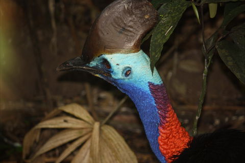Daintree Wilderness Lodge - Mackay Tourism 1
