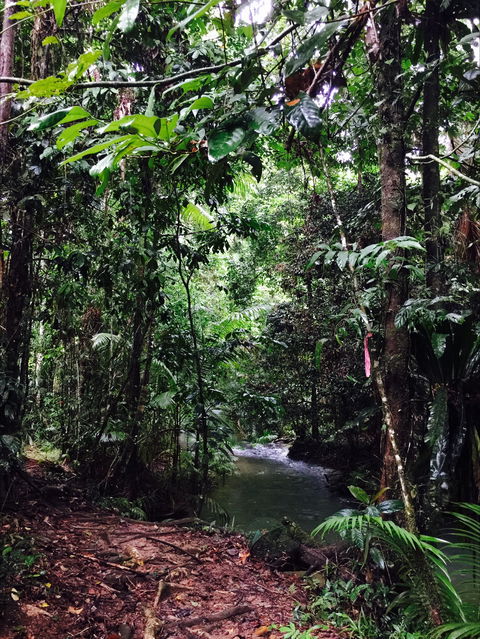 Daintree Wilderness Lodge - Mackay Tourism 2