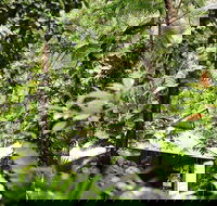 Daintree Ecolodge - Mackay Tourism