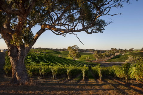 Longview Vineyard Accommodation - Mackay Tourism 2