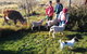 Dairy Park Farm Stay Bed And Breakfast - thumb 2