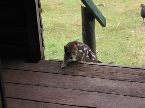 Mountain Valley Wilderness Holidays - Mackay Tourism 2