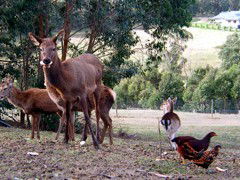 Carolins Organic Farm - Mackay Tourism 4