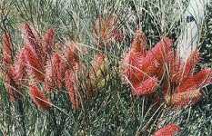 Wartook Gardens - Mackay Tourism 2