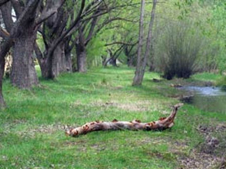 Omeo Caravan Park - Mackay Tourism 3