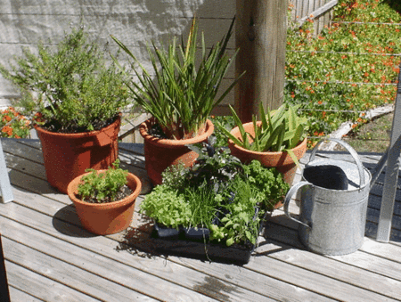 Stephanies At Onion Bay - Mackay Tourism 4