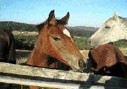 Wombalano Country Retreat - Mackay Tourism 1
