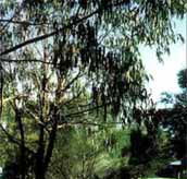 Mallacootas Shady Gully Caravan Park - Mackay Tourism