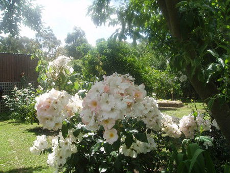 Hudspeth House Bed And Breakfast - Mackay Tourism 3