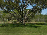 Hawks Nest Holiday Park - Mackay Tourism 3