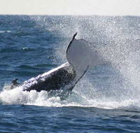 Whale Watching Sydney - Mackay Tourism