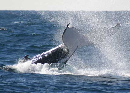 Whale Watching Sydney - Mackay Tourism 0
