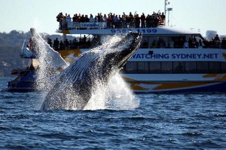 Whale Watching Sydney - Mackay Tourism 1