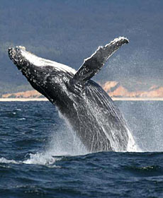 Whale Watching Sydney - Mackay Tourism 2