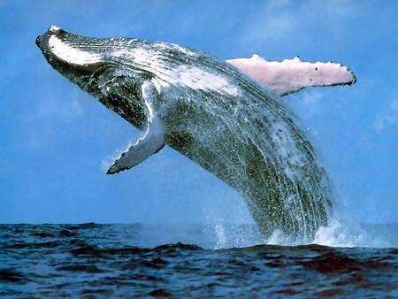 Whale Watching Sydney - Mackay Tourism 3