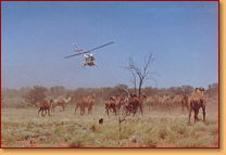 Kings Creek Station - Mackay Tourism 2