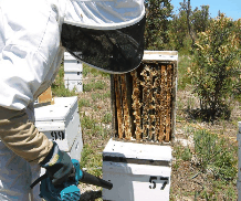 The House of Honey - Mackay Tourism