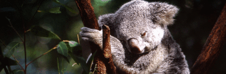 Koala And River Cruise By Mirimar Cruises - Mackay Tourism 0