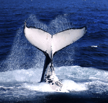 Brisbane Whale Watching - Mackay Tourism