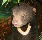 Perth Zoo - Mackay Tourism
