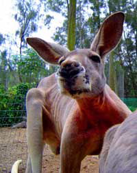 Birdland Animal Park - Mackay Tourism 3